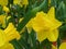Narcissus. Close-up of vibrant and wonderful yellow daffodil flowers in the garden.