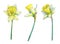 Narcissus common names daffodil, flowering plant with yellow flowers.