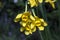 Narcissus cordubensis `Lemon` daffodil