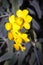 Narcissus cordubensis `Lemon` daffodil