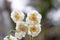 Narcissus cultivar, Daffodil Double Star, flower close-up