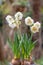 Narcissus cultivar, Daffodil Double Star, white flowering plant