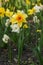 Narcissus Daffodil Blooming Flower