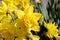 Narcissus, Daffodil Golden Ducat Narcissus, Amarylli daeceae, flowers in spring