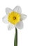 Narcissus, daffodil, jonquil isolated on white background