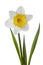 Narcissus, daffodil, jonquil isolated on white background