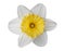 Narcissus, daffodil, jonquil isolated on white background