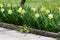 Narcissus or Daffodil perennial herbaceous bulbiferous geophytes flowering plants with yellow flower planted in a row next to