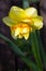 Narcissus or daffodil Tahiti