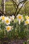 Narcissus, Daffodil.variety of daffodils  Sound. Amarylli daeceae.  flowers in spring