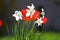 Narcissus Daffodill and tulips on sunlight in nature in green with wild bird songs. Tulip wallpaper background. Tulip flowers