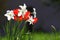 Narcissus Daffodill and tulips on sunlight in nature in green with wild bird songs. Tulip wallpaper background. Tulip flowers