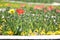 Narcissus Daffodill and tulips on sunlight in nature. Tulip flowers