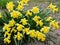 Narcissus (daffodils) bloom in the flowerbed