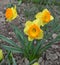 Narcissus (daffodils) bloom in the flowerbed