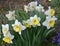 Narcissus (daffodils) bloom in the flowerbed