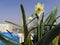 Narcissus of Daffodils family bloom sunset view