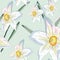 Narcissus daffodils seamless spring floral pattern. Vector Yellow and white illustration.