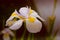 Narcissus (daffodils) white petals with compact yellow and purple rimmed trumpet, flowering in spring