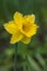 Narcissus Dutch Master Daffodil Flower