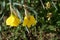 Narcissus `Dutch Master` in the garden in March. Berlin, Germany