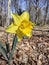 Narcissus `Dutch Master` yellow bulb , Trumpet Daffodil