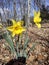 Narcissus `Dutch Master` yellow bulb , Trumpet Daffodil