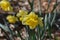 Narcissus `Dutch Master` yellow bulb , Trumpet Daffodil