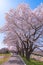 Narcissus field pathway with the Cherry Blossom tree