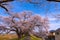 Narcissus field pathway with the Cherry Blossom tree