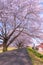 Narcissus field pathway with the Cherry Blossom tree