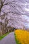 Narcissus field pathway with the Cherry Blossom tree