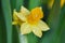 Narcissus flower