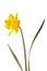 Narcissus flower