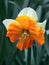 Narcissus flower