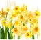 Narcissus flower