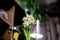 Narcissus flower arrangement