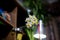 Narcissus flower arrangement 2