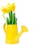 Narcissus flower arrangement in a yellow watering can