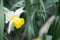Narcissus flower. Blossoming bud of daffodil surrounded by stalks and leaves. Narcissus daffodil flowers and green leaves