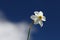 Narcissus flower with blue background