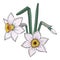 Narcissus flower with bud and leaf isolated