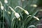 Narcissus flower. Buds of white narcissus flower, green stalks and leaves. Narcissus daffodil flowers and green leaves background