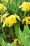 Narcissus flower, daffodils. Spring flowers in the garden