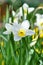 Narcissus flower, daffodils. Spring flowers in the garden