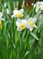 Narcissus flower, daffodils. Spring flowers in the garden