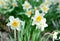 Narcissus flower, daffodils. Springtime flower bed with narcissus flower also known as daffodil