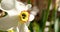 Narcissus Flower In A Garden