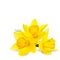 Narcissus flower isolated on white background