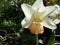 Narcissus flower variety Salome